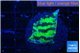 Merulina neon green pettetin 2 cm WYSIWYG acclimaté