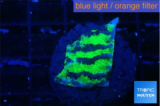 Merulina neon green pettetin 2 cm WYSIWYG acclimaté