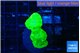 Caulastrea neon green 3 polyps WYSIWYG acclimaté