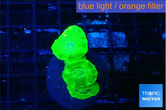 Caulastrea neon green 3 polyps WYSIWYG acclimaté