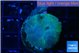 Discosoma deep blue avatar 2 polyps WYSIWYG acclimaté