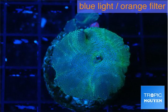 Discosoma deep blue avatar 2 polyps WYSIWYG acclimaté