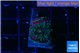 Ricordea yuma red green 1 polyp WYSIWYG acclimaté
