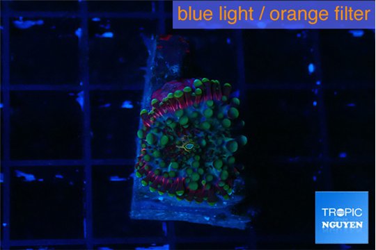 Ricordea yuma red green 1 polyp WYSIWYG acclimaté