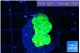 Caulastrea neon green 3 polyps WYSIWYG acclimaté