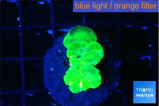 Caulastrea neon green 3 polyps WYSIWYG acclimaté