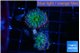Ricordea yuma green purple 2 polyps WYSIWYG acclimaté