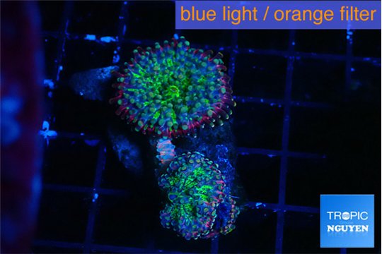 Ricordea yuma green purple 2 polyps WYSIWYG acclimaté