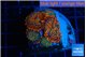 Rhodactis red blue superman 4-5 polyps WYSIWYG acclimaté