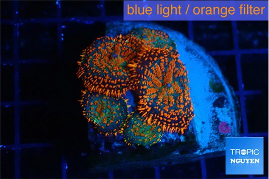 Rhodactis red blue superman 4-5 polyps WYSIWYG acclimaté