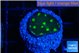 Echinopora green golden spot 2-3 cm WYSIWYG acclimaté