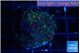 Ricordea yuma green purple 3-4 polyps WYSIWYG acclimaté