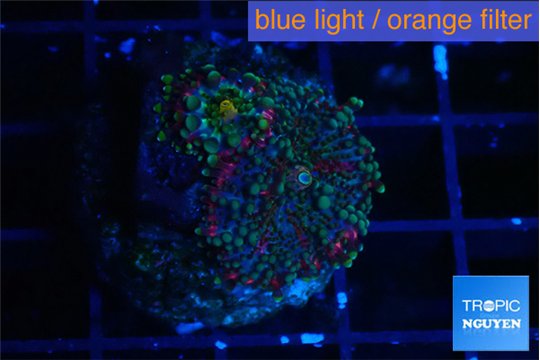 Ricordea yuma green purple 3-4 polyps WYSIWYG acclimaté