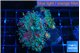 Ricordea yuma green purple 4-5 polyps WYSIWYG acclimaté