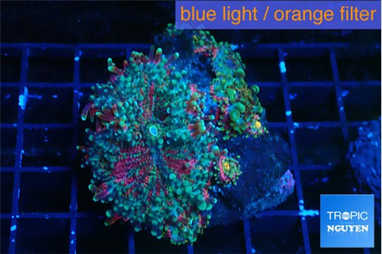 Ricordea yuma green purple 4-5 polyps WYSIWYG acclimaté