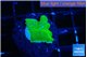 Montipora green cap 2 cm WYSIWYG acclimaté