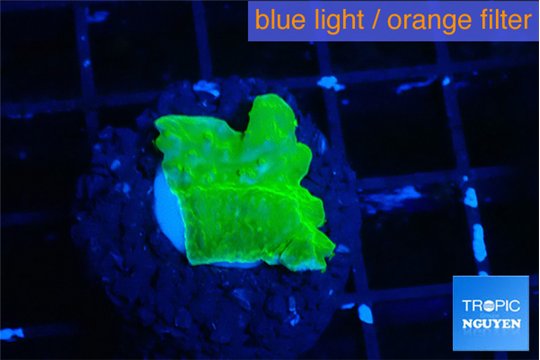 Montipora green cap 2 cm WYSIWYG acclimaté