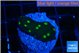 Echinopora green golden spot 2-3 cm WYSIWYG acclimaté