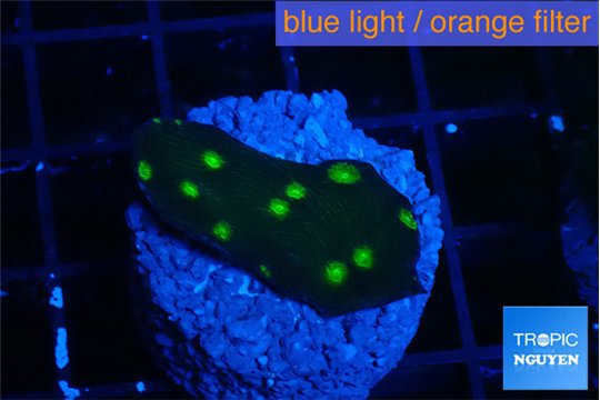 Echinopora green golden spot 2-3 cm WYSIWYG acclimaté