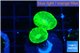 Caulastrea neon green 2 polyps WYSIWYG acclimaté