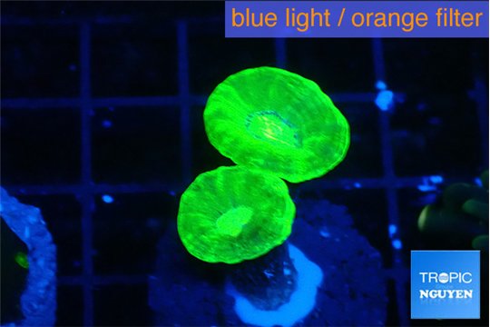 Caulastrea neon green 2 polyps WYSIWYG acclimaté
