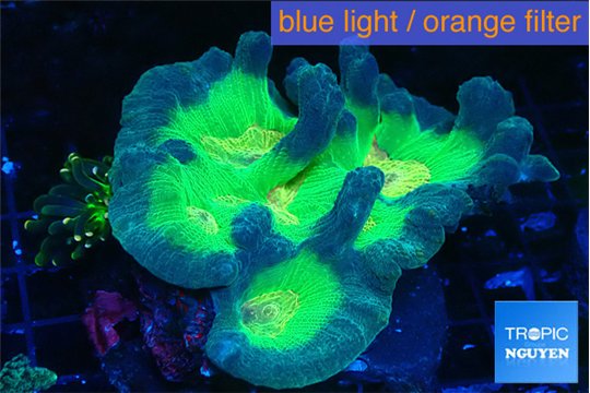 Pectinia rainbow 7-11 cm WYSIWYG acclimaté