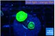 Caulastrea neon green 2 polyps WYSIWYG acclimaté