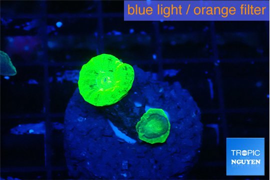 Caulastrea neon green 2 polyps WYSIWYG acclimaté