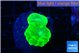 Caulastrea neon green 2 polyps WYSIWYG acclimaté