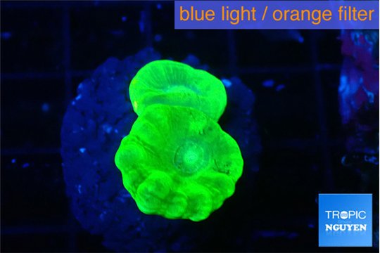 Caulastrea neon green 2 polyps WYSIWYG acclimaté