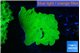 Montipora green cap 3-4 cm WYSIWYG acclimaté