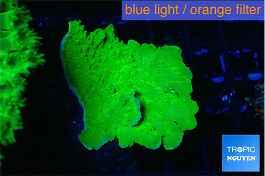 Montipora green cap 3-4 cm WYSIWYG acclimaté