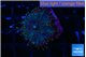Ricordea yuma purple red 1 polyp WYSIWYG acclimaté