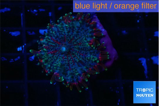 Ricordea yuma purple red 1 polyp WYSIWYG acclimaté