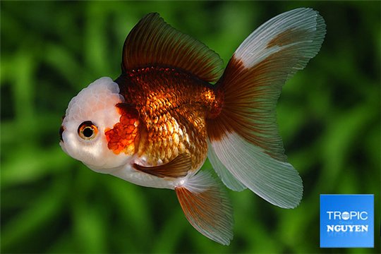 Tête de lion tricolor cooper 10-12 cm WYSIWYG acclimaté
