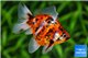 Ryukin calico 10-12 cm WYSIWYG acclimaté