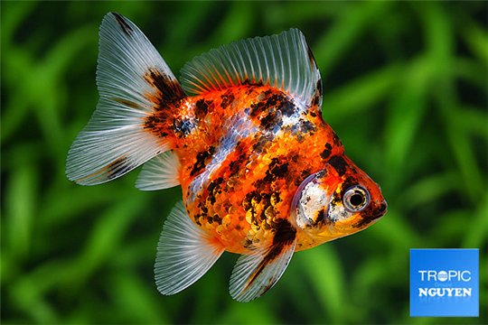 Ryukin calico 10-12 cm WYSIWYG acclimaté