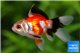 Tête de lion tricolor 6-7 cm WYSIWYG acclimaté