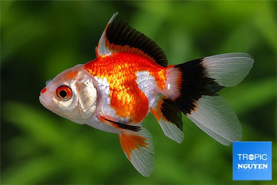 Tête de lion tricolor 6-7 cm WYSIWYG acclimaté