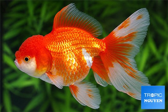 Tête de lion rouge et blanc 12-14 cm WYSIWYG acclimaté