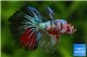 Betta splendens Fancy mâle 4-6 cm WYSIWYG acclimaté