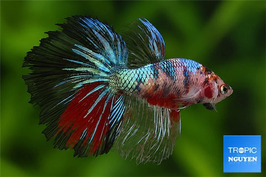 Betta splendens Fancy mâle 4-6 cm WYSIWYG acclimaté
