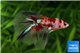 Betta splendens Fancy mâle 4-6 cm WYSIWYG acclimaté