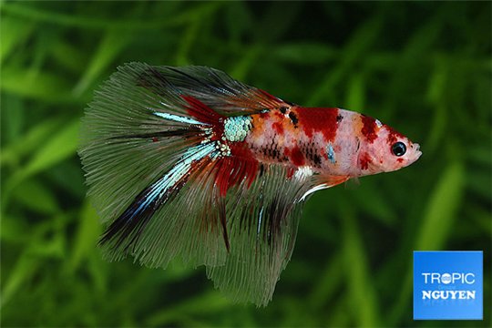Betta splendens Fancy mâle 4-6 cm WYSIWYG acclimaté