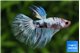 Betta splendens Fancy mâle 4-6 cm WYSIWYG acclimaté