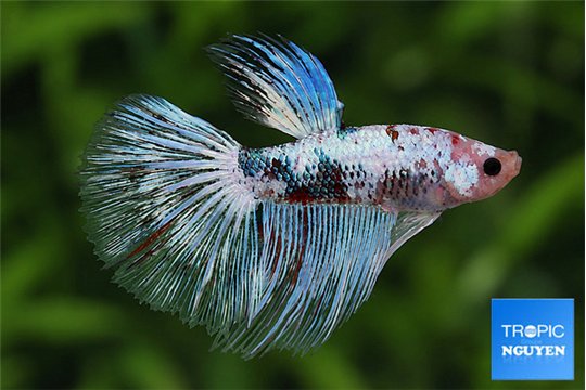 Betta splendens Fancy mâle 4-6 cm WYSIWYG acclimaté
