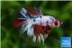Betta splendens Fancy mâle 4-6 cm WYSIWYG acclimaté