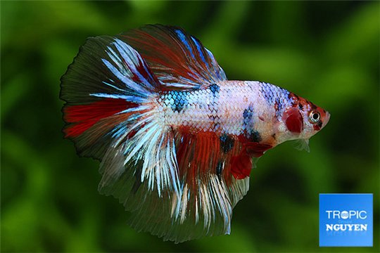 Betta splendens Fancy mâle 4-6 cm WYSIWYG acclimaté