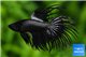 Betta splendens Crowntail tail mâle 4-6 cm WYSIWYG acclimaté