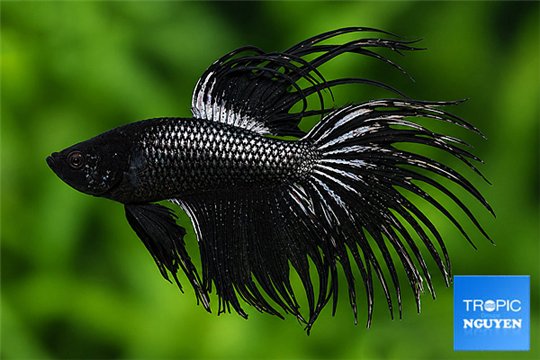 Betta splendens Crowntail tail mâle 4-6 cm WYSIWYG acclimaté